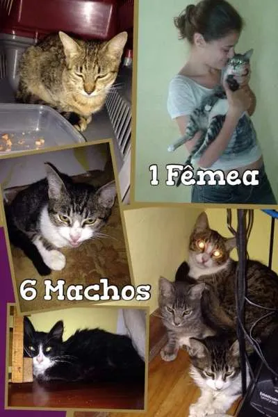 Gato ra a SRD idade 2 a 6 meses nome Resgatados ITAU