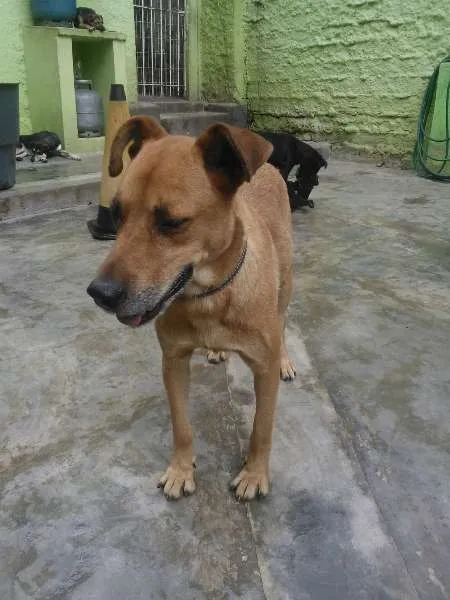 Cachorro ra a srd idade 2 anos nome spaick
