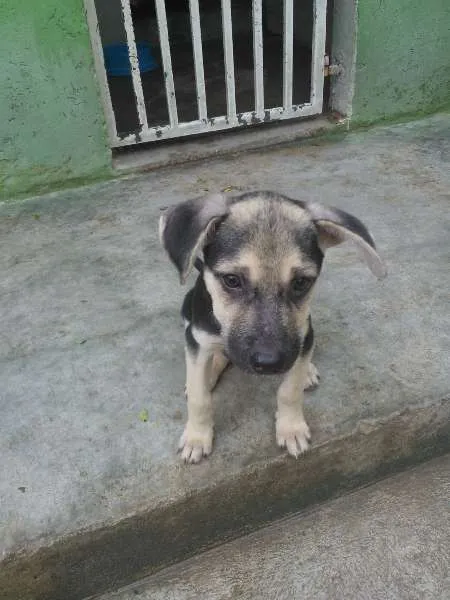 Cachorro ra a srd idade 2 a 6 meses nome filhotes