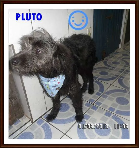 Cachorro ra a SRD idade 1 ano nome PLUTO