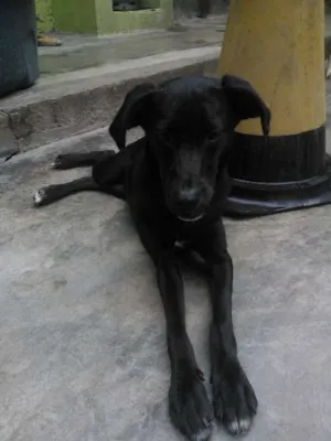 Cachorro raça SRD idade 7 a 11 meses nome preta