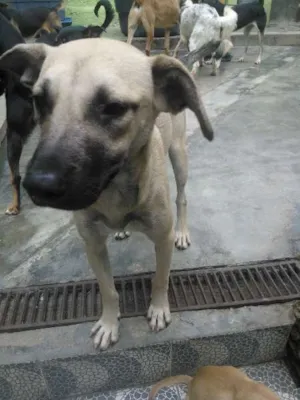 Cachorro raça srd idade 1 ano nome bebe