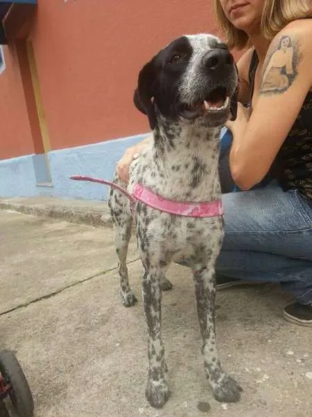 Cachorro ra a vira lata idade 7 a 11 meses nome Auau