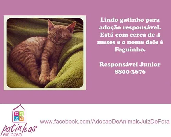 Gato raça felina idade 2 a 6 meses nome Foguinho