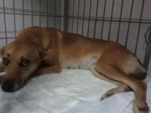 Cachorro raça Vira Lata idade 4 anos nome Beozinha
