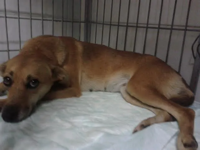 Cachorro ra a Vira Lata idade 4 anos nome Beozinha