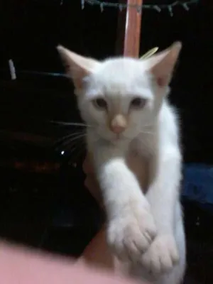 Gato raça SRD idade Abaixo de 2 meses nome BRANQUIM