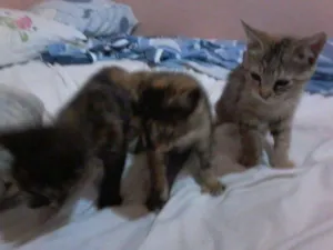 Gato raça SRD idade Abaixo de 2 meses nome MANCHINHA