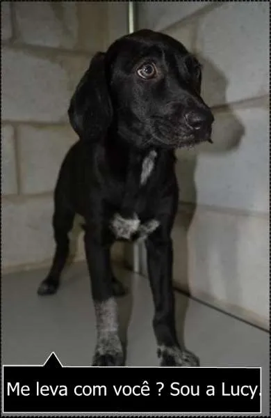 Cachorro ra a SRD idade 2 a 6 meses nome Lucy - filhotinha!