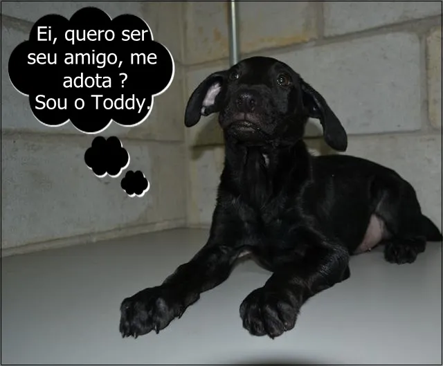 Cachorro ra a SRD idade 2 a 6 meses nome Toddy - Filhotinho!