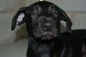 Cachorro raça SRD idade 2 a 6 meses nome Toddy - Filhotinho!