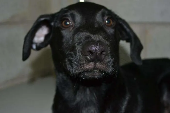 Cachorro ra a SRD idade 2 a 6 meses nome Toddy - Filhotinho!