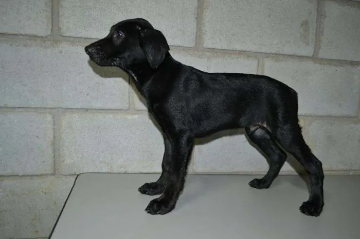 Cachorro ra a SRD idade 2 a 6 meses nome Toddy - Filhotinho!