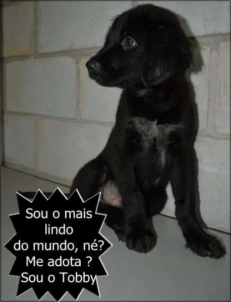 Cachorro ra a SRD idade 2 a 6 meses nome Tobby - Filhotinho!