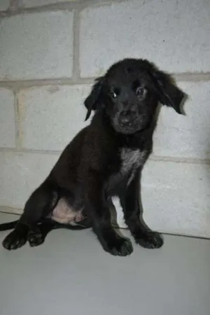 Cachorro raça SRD idade 2 a 6 meses nome Tobby - Filhotinho!