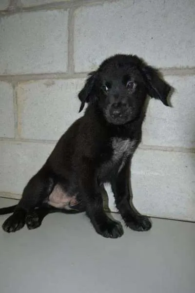 Cachorro ra a SRD idade 2 a 6 meses nome Tobby - Filhotinho!