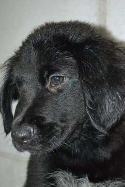 Cachorro ra a SRD idade 2 a 6 meses nome Tobby - Filhotinho!