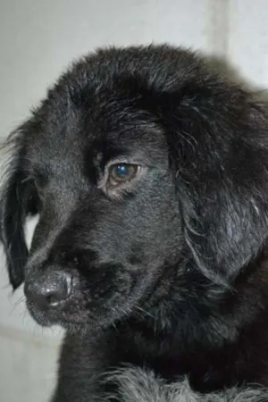 Cachorro raça SRD idade 2 a 6 meses nome Tobby - Filhotinho!