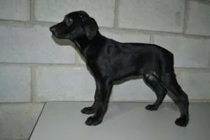 Cachorro raça SRD idade 2 a 6 meses nome Toddy - Filhotinho!