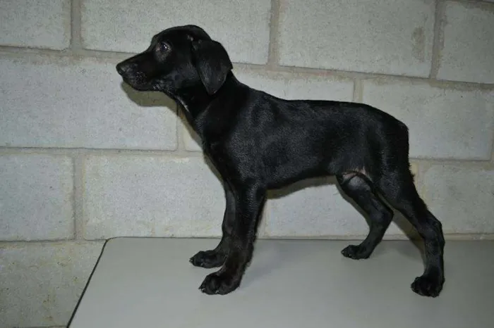 Cachorro ra a SRD idade 2 a 6 meses nome Toddy - Filhotinho!