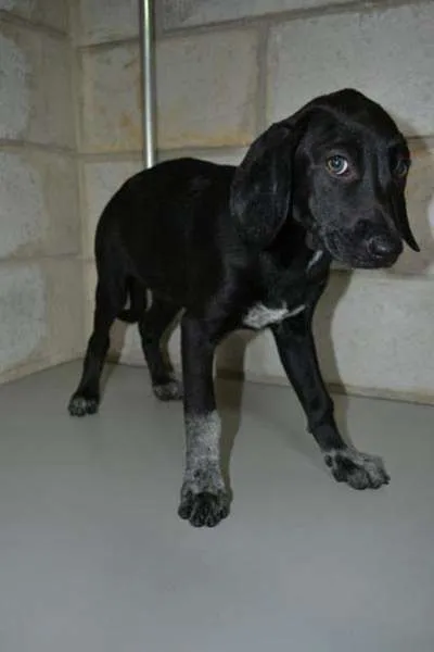 Cachorro ra a SRD idade 2 a 6 meses nome Lucy - Filhotinha!