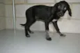 Lucy - Filhotinha!