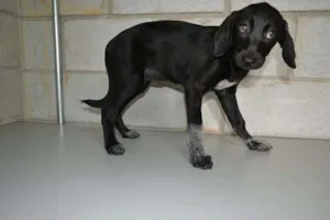 Cachorro raça SRD idade 2 a 6 meses nome Lucy - Filhotinha!