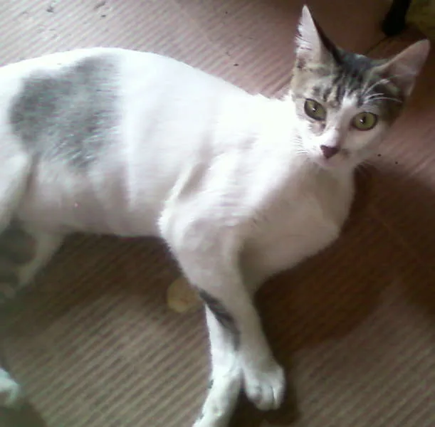 Gato ra a  idade 1 ano nome Não tem