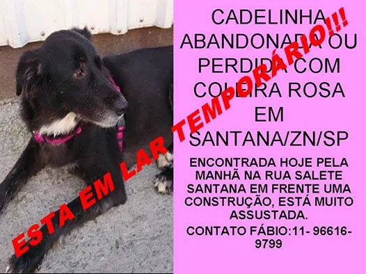 Cachorro raça SRD idade 6 ou mais anos nome não sei