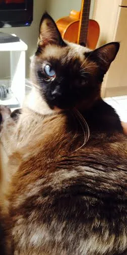 Gato raça Siamês idade 5 anos nome Panqueca