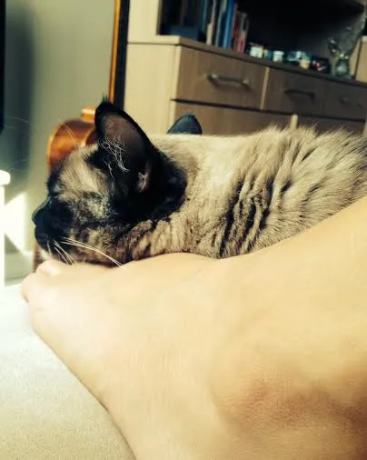 Gato raça Siamês idade 5 anos nome Panqueca