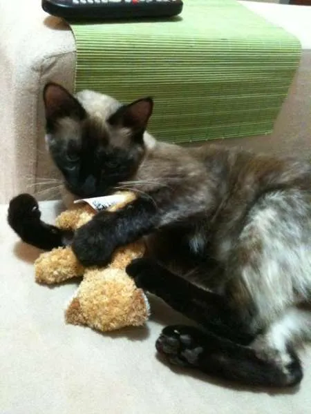 Gato raça Siamês idade 5 anos nome Panqueca