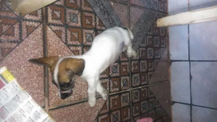 Cachorro ra a Viralata idade 2 a 6 meses nome Sem nome ainda