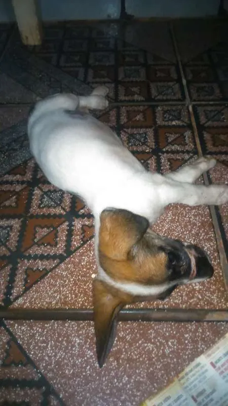 Cachorro ra a Viralata idade 2 a 6 meses nome Sem nome ainda