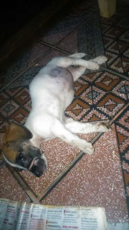 Cachorro ra a Viralata idade 2 a 6 meses nome Sem nome ainda