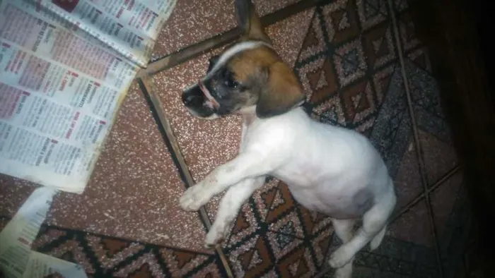 Cachorro ra a Viralata idade 2 a 6 meses nome Sem nome ainda