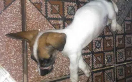 Cachorro ra a Viralata idade 2 a 6 meses nome Sem nome ainda