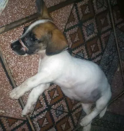 Cachorro ra a Viralata idade 2 a 6 meses nome Sem nome ainda
