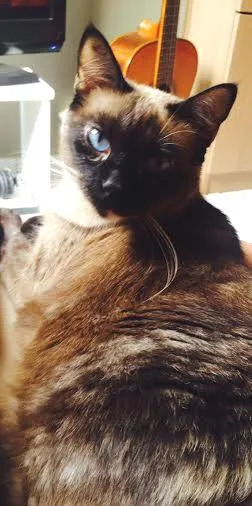 Gato raça Siamês idade 5 anos nome Panqueca