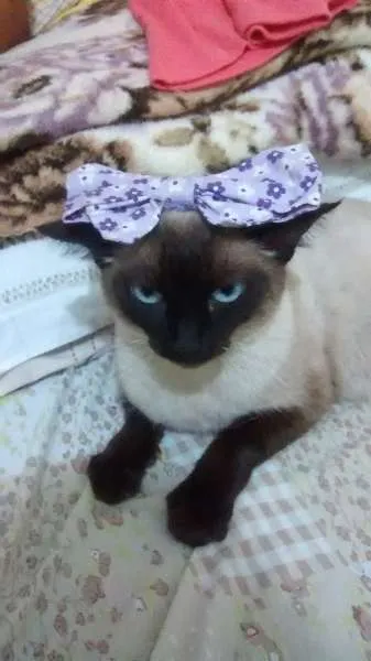 Gato ra a Siamês idade 2 anos nome Sophia