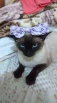 Sophia