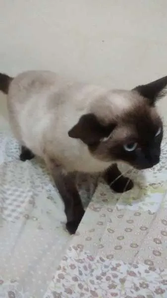 Gato ra a Siamês idade 2 anos nome Sophia