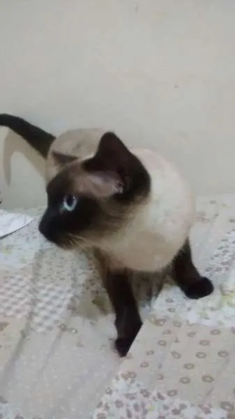Gato ra a Siamês idade 2 anos nome Sophia