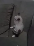 Tobias