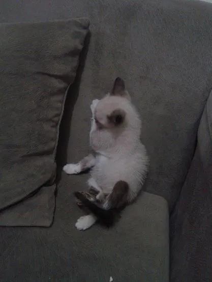 Gato ra a Siamês idade 2 a 6 meses nome Tobias