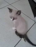 Tobias