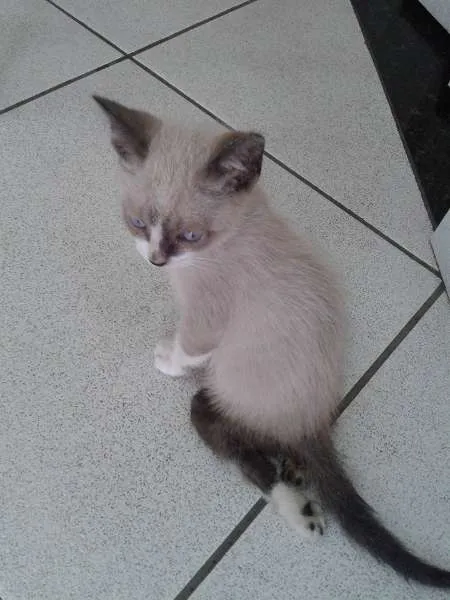 Gato ra a Siamês idade 2 a 6 meses nome Tobias