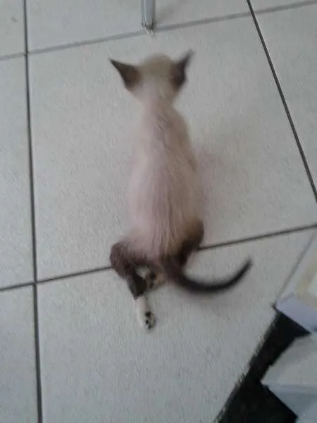 Gato ra a Siamês idade 2 a 6 meses nome Tobias