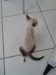 Tobias