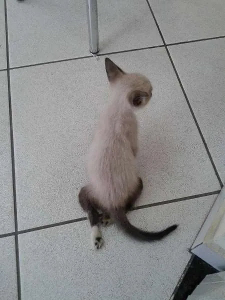 Gato ra a Siamês idade 2 a 6 meses nome Tobias